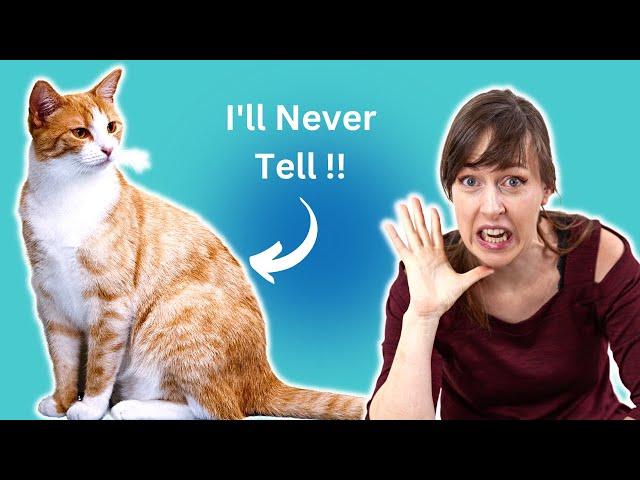 The Telltale Signs Your Cat is Stressed Out | VET ADVICE