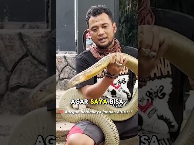 PANJI DI SERANG KING COBRA WIDI KARENA INI !!