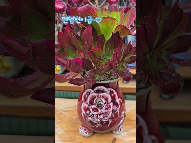 펜덤변이금~~얘도 갸인듯~~근데 얘가 더 이쁘긴한듯~~뭔가 오묘한듯~~~#박서진가수님#백년의약속 #미스터트롯2 #냥이분 #에오니움