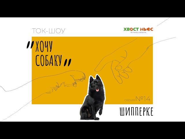 Ток-шоу «Хочу собаку». Шипперке – плюсы и минусы породы