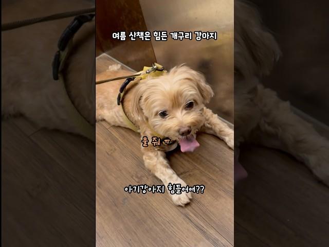 더워 죽겠는 아기 개구리 라꿍이 #shorts #강아지 #말티푸