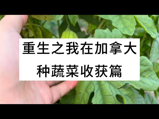 重生之我在加拿大种蔬菜收获篇