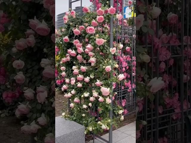 Climbing pink rose garden