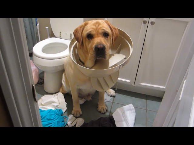 GUILTY Pets  FUNNIEST Compilation  Best of Internet