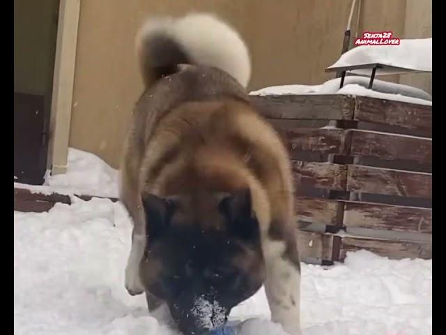 Akita Loves the Snow #akita #american #love #snow #snowing #animallover