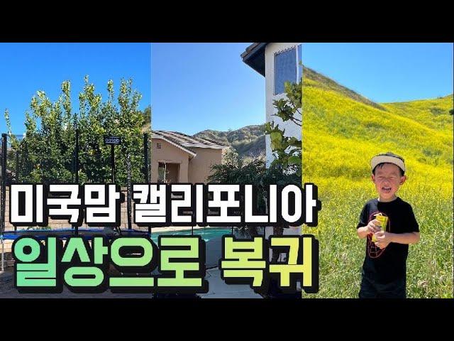 미국일상 | 캘리포니아 일상으로 복귀 | 재외국민 투표, 30도 찍은 더운 주말 유채꽃 만발 트래킹 & 물놀이, 마트쇼핑, Daily life in the US
