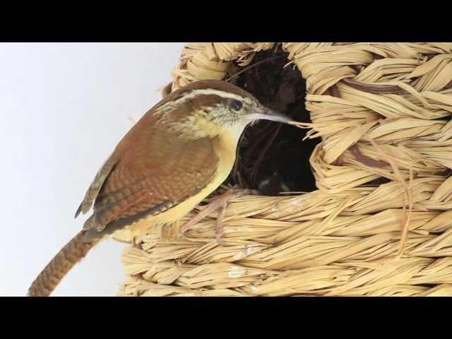 Carolina Wren Nest