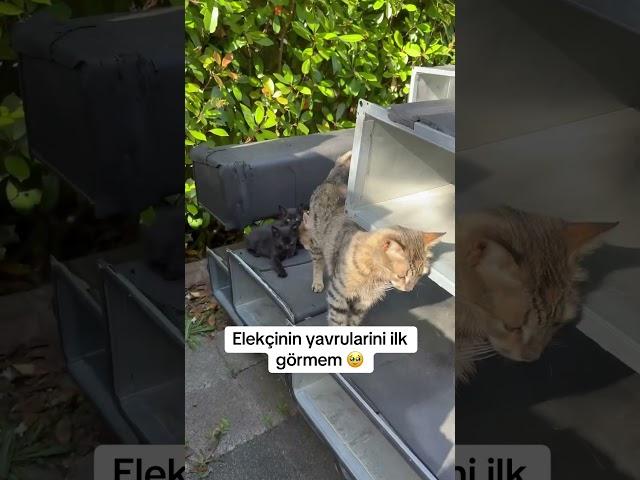 iLK GÖRÜŞ #cat #kedi
