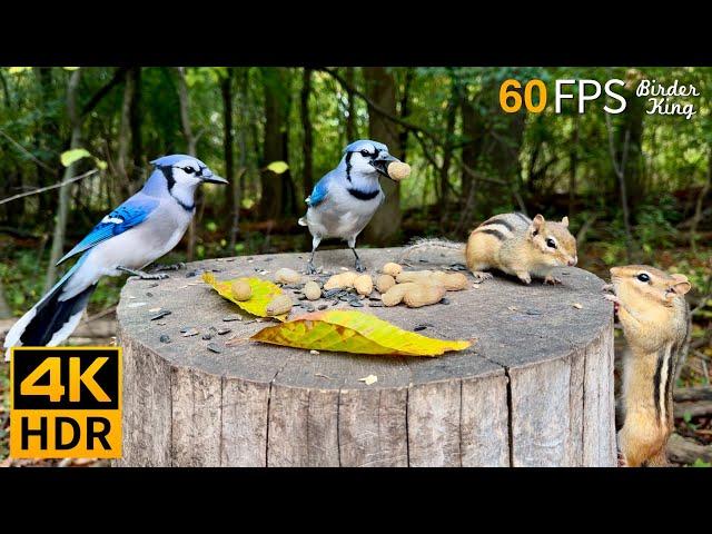 Cat TV for Cats to Watch  Endless Squirrels and Birds  8 Hours 4K HDR 60FPS