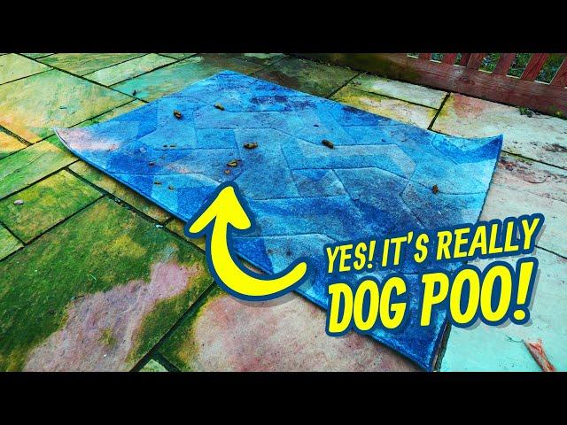 Dog Did Something On This Rug !