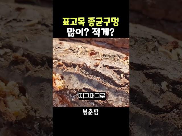 표고목 종균구멍 많이 뚫는게 좋을까?
