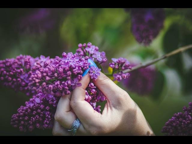 SEROVSKII - Сиреневый бульвар