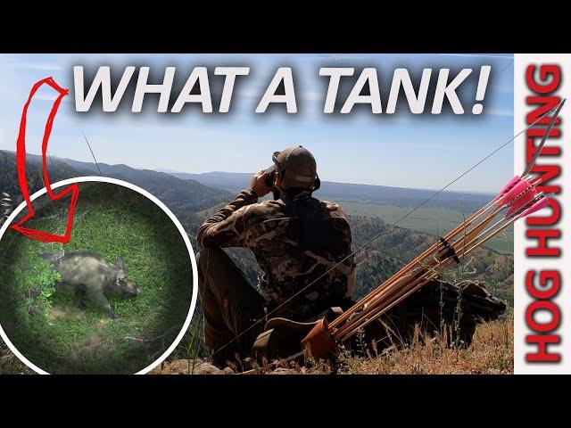 Traditional Bow Hunting California Hogs - GIANT BOAR!