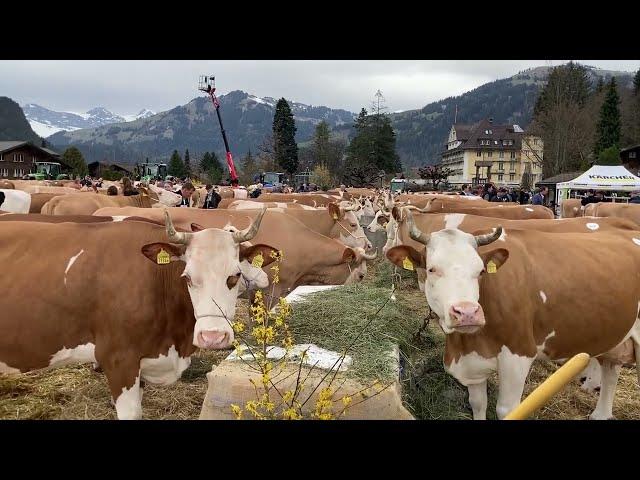 Die schönsten Kühe aus dem Saanenland