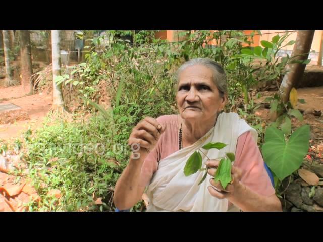 Herbal healer for Rheumatics, Vatham Kolli