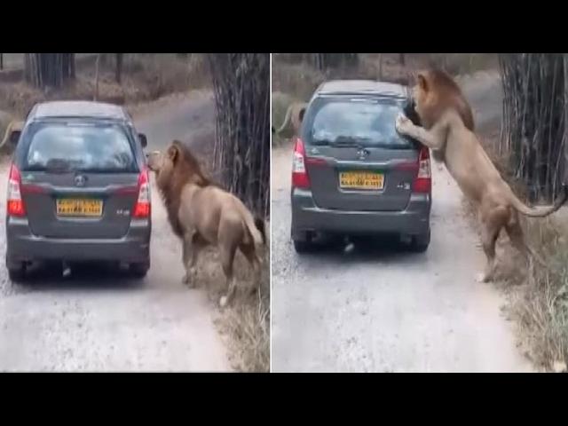 Lions attack safari vehicle Bannerghatta Biological Park