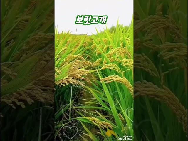 #보릿고개 #진성 #김영희우리옷tv