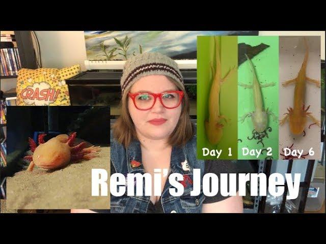 The Story of Remi the Axolotl