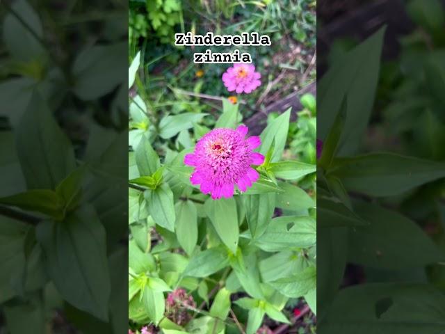 Zinderella Zinnias in the cut flower garden #gardening #gardendesign #garden #zinnia #flowergarden