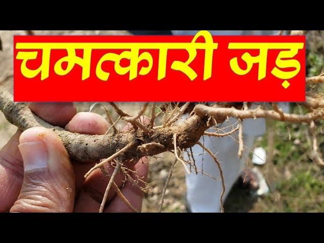 चिरचिटा अपामार्ग लटजीरा ओंगा चिचरी टोटके और उपाय |  Chirchta or Apamarg  Benefits in Safe Delivery