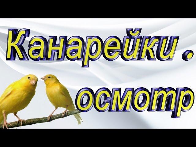 #Канарейки, осмотр гнезд ч. 1