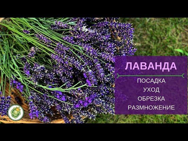 Все о лаванде - посадка, уход, обрезка, размножение, применение