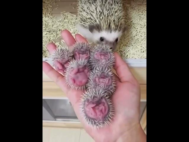 ежата #а4 #ежики #милота