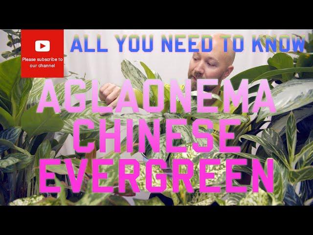 All you need to know about Aglaonema Chinese Evergreen 