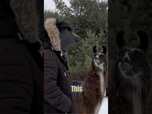 Llama Meets Long-Lost Twin?! 