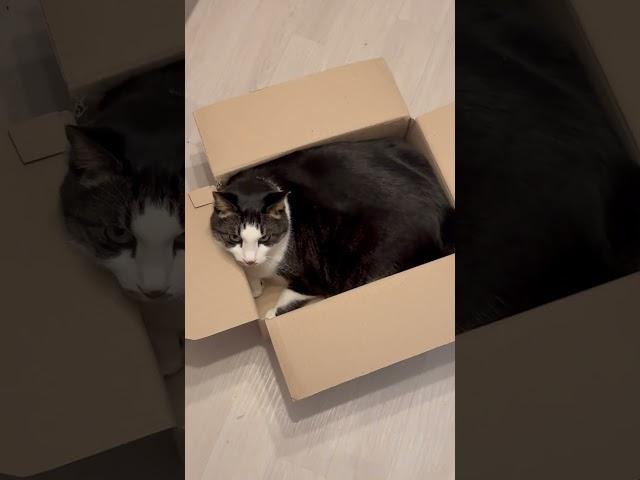 박스안에 고양이