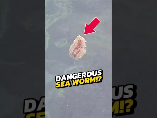 NEVER TOUCH These Small Furry Sea Creatures!  #viral