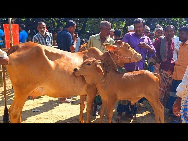 @আজ November 23, 2024 | বাছুর সহ গাভী গরুর দাম | gavi goru dam | | আফতাবগঞ্জ  হাট |দিনাজপুর