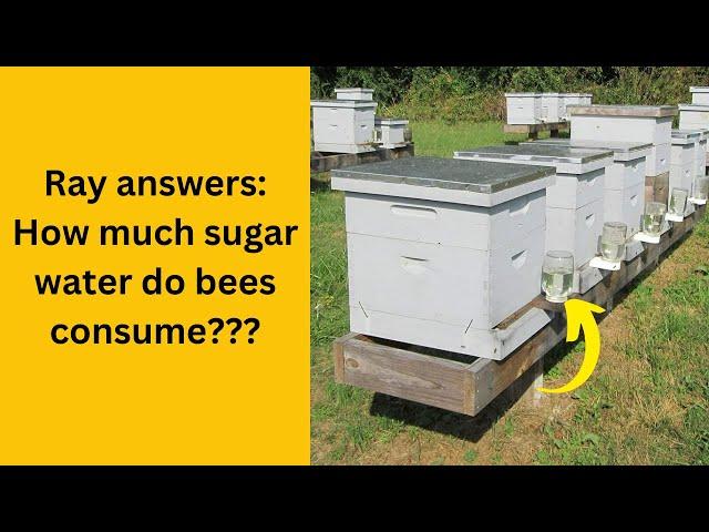 How Much Sugar Water Do Bee Hives Consume?