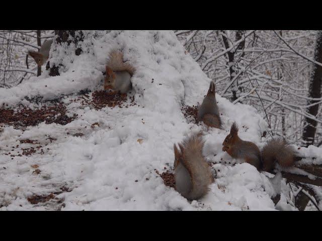 Белки в снегопад. Зарисовка / Squirrels in the snowfall. Sketch