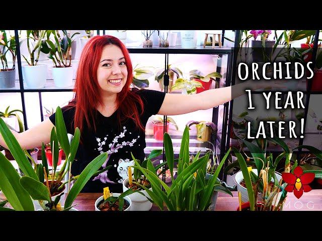 Orchids I bought a year ago - How are they today? - Orchid Haul Watch Season 2 UPDATE