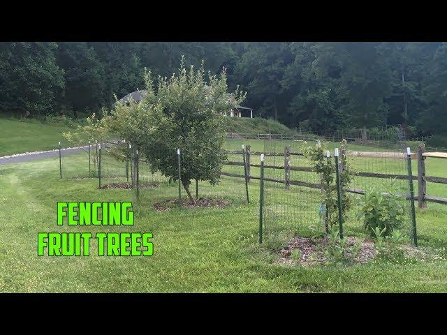 How to Protect Your Apple Trees from Wildlife