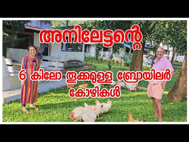 അനിലേട്ടന്റെ കോഴിവളർത്തൽ/Kozhivalarthal /Agriculture/Broiler /Chicken farm/Family vlog/AJU'S WORLD