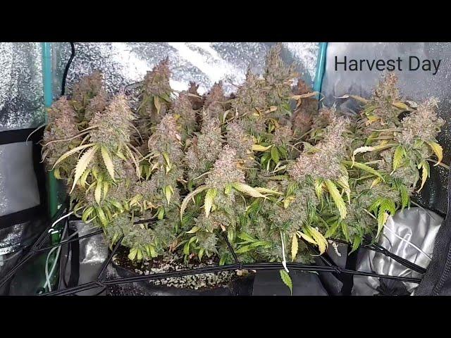 HARVEST DAY - Day 121 - Super Lemon Haze Auto by Green House Seeds - 2x2x3 Mini Tent Grow