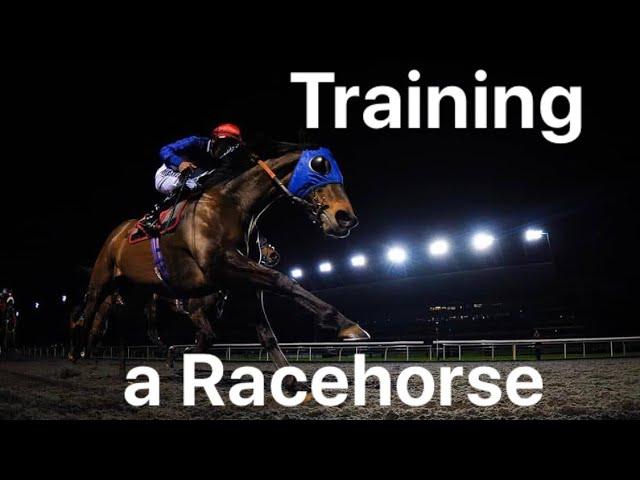 Training a racehorse. POV Taking a racehorse for exercise on the gallops from start to finish.