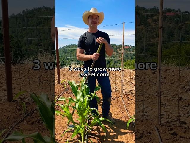 Grow more sweet corn with these three easy tips!