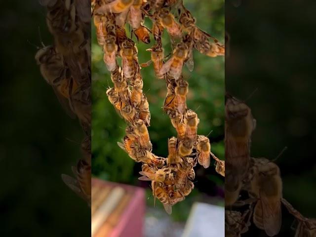 Festooning honeybees #bee #honeycomb