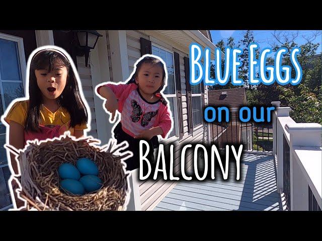 BLUE EGGS on Balcony  //  Cute Tiny Eggs in Nest