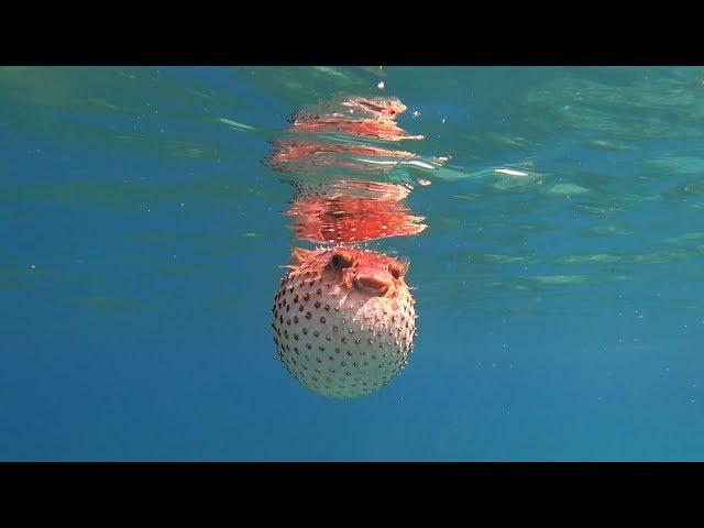 Blowfish. Red sea. Jordan Иглобрюх. Красное море. Иордания докафильм