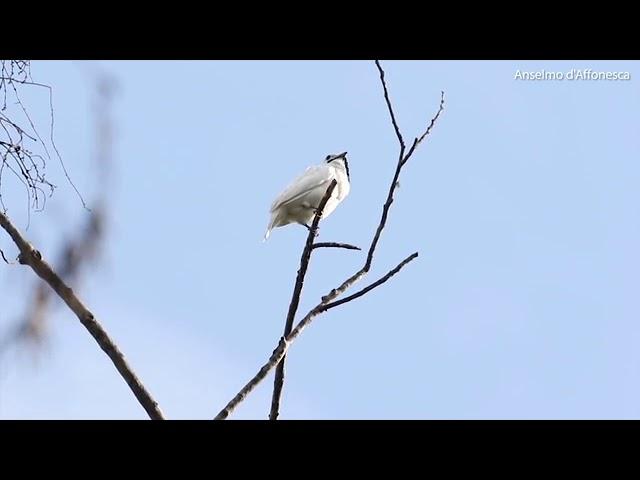 Самая громкая птица, одноусый звонарь, зовет самку