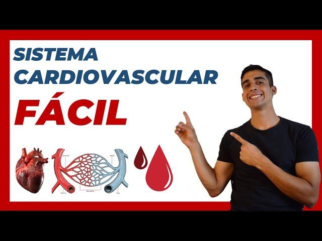 🩸 SISTEMA CARDIOVASCULAR (explicación FACIL) SISTEMA CIRCULATORIO