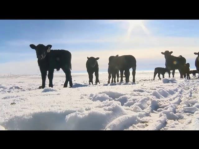 Montana Ag: Winter makes calving season difficult