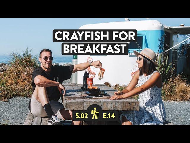 CRAYFISH of NEW ZEALAND + Kaikoura Seal Colony | Reveal NZ S2 E14