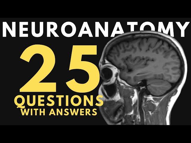 Neuroanatomy practice test: 25 questions with answers and explanations