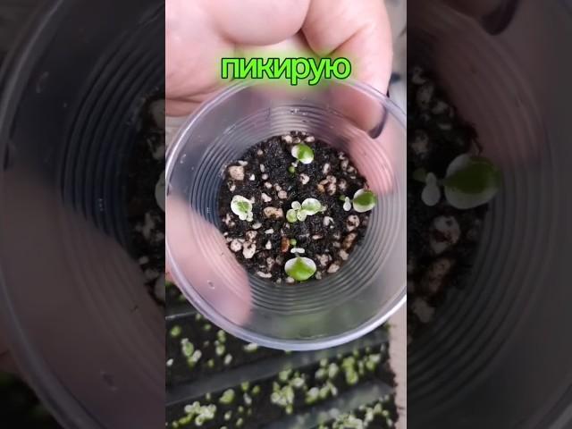 Саженцы моих новых гибридов #фиалки #цветы #хобби #сенполии