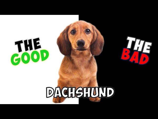 DACHSHUND - PROS & CONS